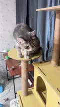 ลาเต้แมวนักหยุม-lattecat_family