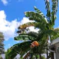 The Palm Tree-thepalmtreewithbananas