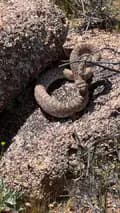 RattlesnakesAZ-rattlesnakesaz