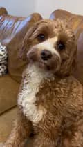 Melodie the Cavapoo-melodiethecavapoo
