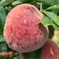 Nature Fruits-naturefruits