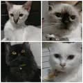 Happy Cute Cats Shop-persiancatsworld