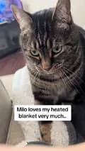 Milo The Chonk-mrmilothechonk