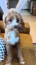 Melodie the Cavapoo-melodiethecavapoo