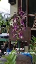 mamaridho lo-salsa_gardenn_orchid