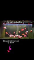 GoldfishAnGiang-goldfishangiang