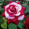 bunga rose-bungaroseshop