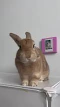 Happy Bunny Co-happy_bunny_co