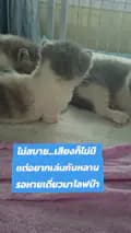 ดาเม๊ะแมว9ชีวิต&NadaCattery-nakanoy