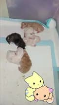 Happy Cute Cats Shop-persiancatsworld