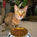 Straycarcats-straycarcats