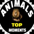 Animals Top Moments-animalstopmoments