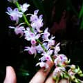 mamaridho lo-salsa_gardenn_orchid