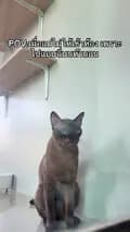 น้ำตาลแมวชอบทำหน้าเบื่อตลอด-namtarnn_58
