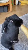 Hazel The Bunny-hazelnut_the_bunny