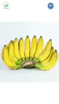 Hijausurya - Jual bibit pisang-hijausurya