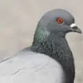 Glouglou rouloulou pigeon-vfmkehba________________