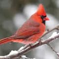 CardinalsArt-cardinalsart