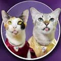 ซุปตาร์ หน้าแมว-suptarcats