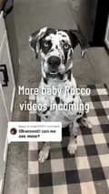 Rocco-roccothegreatdane