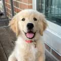 Riley 🐶-riley_the_golden_pup