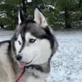 Kai_the_snowdog-kai_the_snowdog