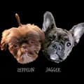 Jagger & Zeppelin 🐶🌾-jaggerthefrenchbulldog