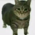 ThiccCat69-.thicccat69