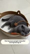 cute pet meow-kucingmeowew