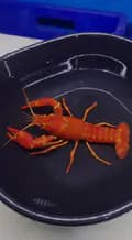 lobster hias Setiawan-lobsterhias.setiawan