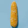 That Corn Coach-thatcorncoach