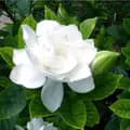 Gardenia🌷-gardenia635
