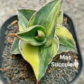 Mas Succulent28-massucculent28