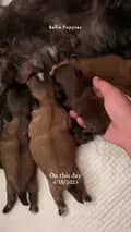 Bella Puppies-bellapuppies.ph