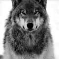 The Lost Wolf-the_lost_wolf666