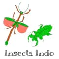 InsectaIndo-insectaindo