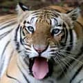 tiger-tigerpoh33