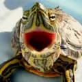 turtlemusicvideos-turtlemusicvideos