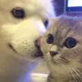 ★cats and dogs★-_.cats.and.dogs_