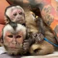 Monkey Loca&Charlie-loca_charlie