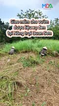 Nông Trại Quan Sơn 2-phuongnguyentiktoki