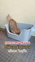 แมวกวักลาภ-beckoningcat1
