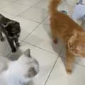 Gwowya Cats-gwowyacats