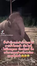 น้องเอลซ่า ช้างน้อย-duangkamonsalangam