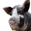 Pig Francisco | Super Porco-pigfrancisco