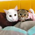 Mèo Bì và Mèo Ổi đây-meooidangyeuday