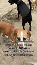maber caninos-maber_caninos911