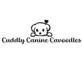 Cuddly Canine Cavoodles-cuddly_canine_cavoodles