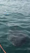 White Shark Ocean-whitesharkocean