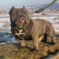 Robert Ionut-americanbully.crb.kennel